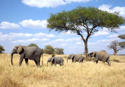 photo of elephants